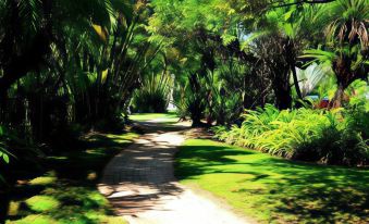 a lush green forest with a winding path through the trees , creating a serene and picturesque environment at Marina Terraces Port Douglas
