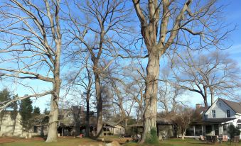 a large group of trees standing in a grassy field , with a house and a house in the background at Seventy-Four Ranch