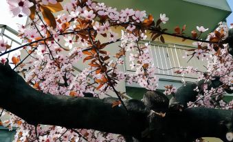 a cherry blossom tree in full bloom , with pink and white flowers and green leaves , growing near a building at Hotel Majestic