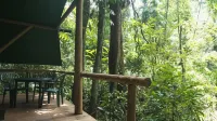 Daintree Crocodylus
