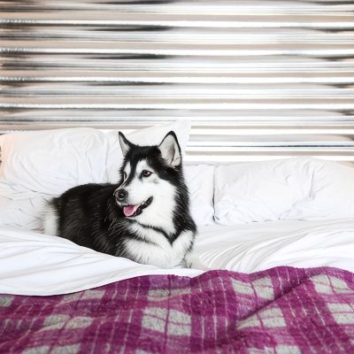 Standard Two Queens Room W Bellevue Promo Code