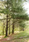 Lumber Lodge RRG - COMFY WOODSY STAY - in RRG/Auxier