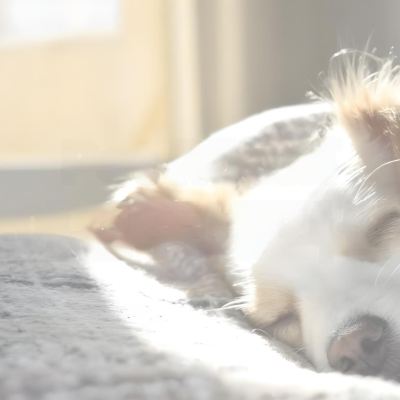 반려견 동반 객실 뉴에버그린호텔 쿠폰