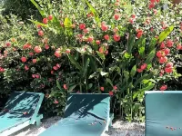 Tobago Hibiscus Golf Villas & Appartments Hotel a 