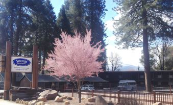 a pink tree is in front of a building with trees and rocks surrounding it at Shasta Inn