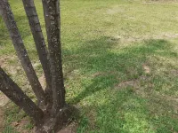 Thullyteams Guesthouse Hotels in Tzaneen