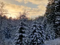 Tannenhöhe vacation apartment right by the forest Hoteles en Upper Harz