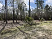 Peace on the river. Wakulla springs nearby. Wakulla River adjoins property