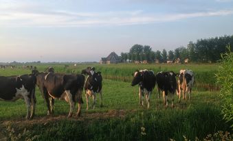 Vegan B&amp;B De Groene Mus - Housity