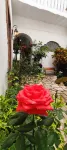 El Jardín de la Abuela