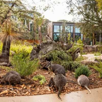 Animal View Room with Breakfast & Zoo Admission Wildlife Retreat at Taronga Promo Code