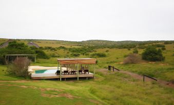 a wooden deck with a pool and lounge chairs in the middle of a grassy field at Bukela Game Lodge - Amakhala Game Reserve