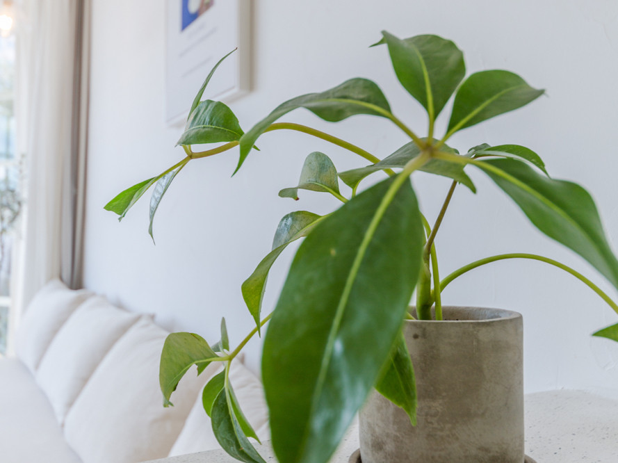 紫苏｜「超大弧形落地窗·loft复式设计」