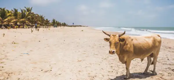 Hotels mit WLAN in Gambia