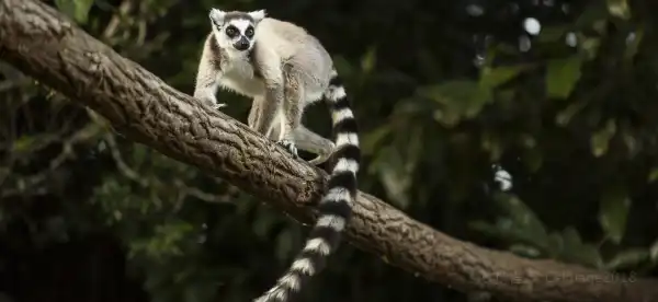 Pet friendly Hotels in Madagascar
