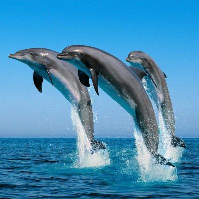 Dolphin Package - Double or Twin Room Singaraja Hotel Promo Code