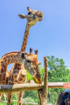 Huzhou Giraffe Manor Hotel