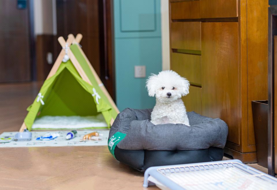 古镇宠物双床房