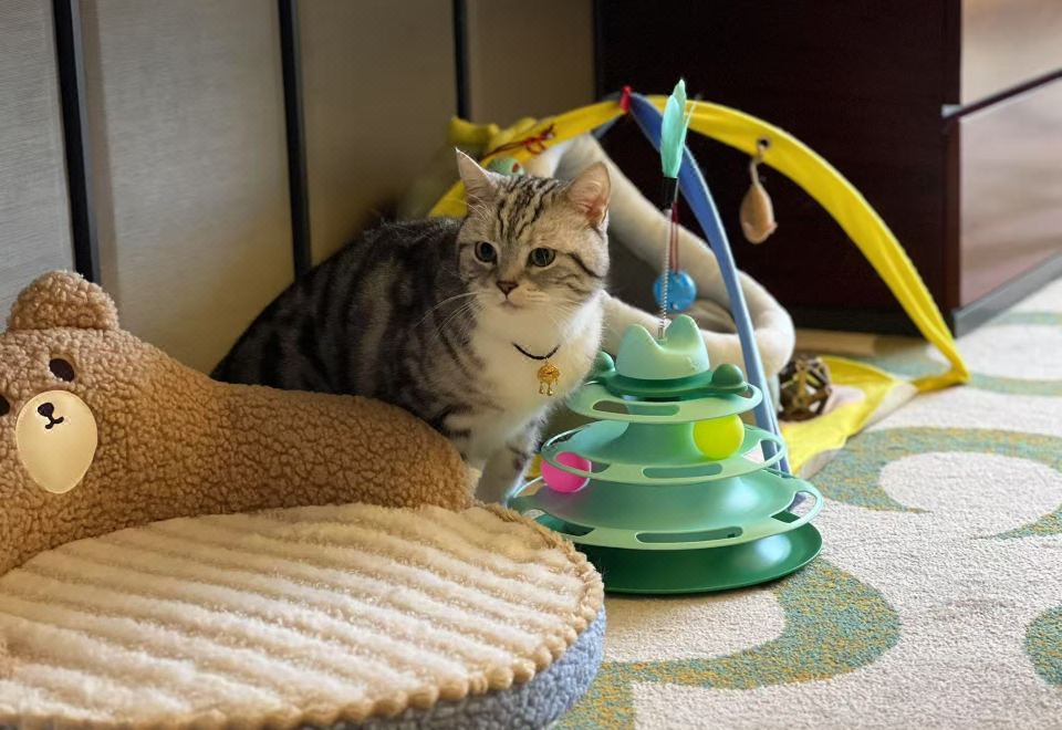 喵喵寵物友好房【喵喵蝸居+貓砂+寵物玩具】