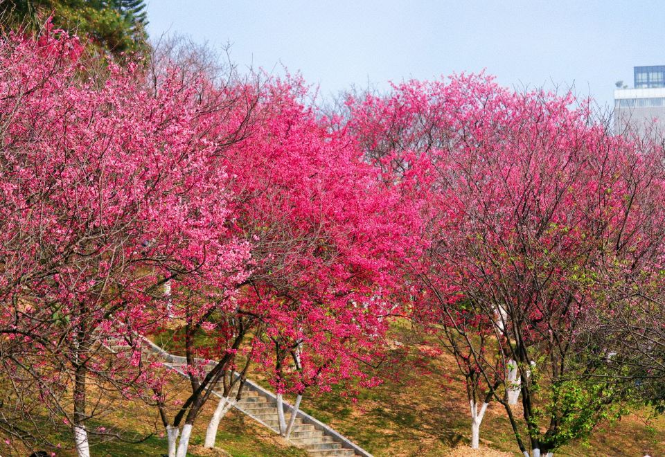 行政湖景大床房