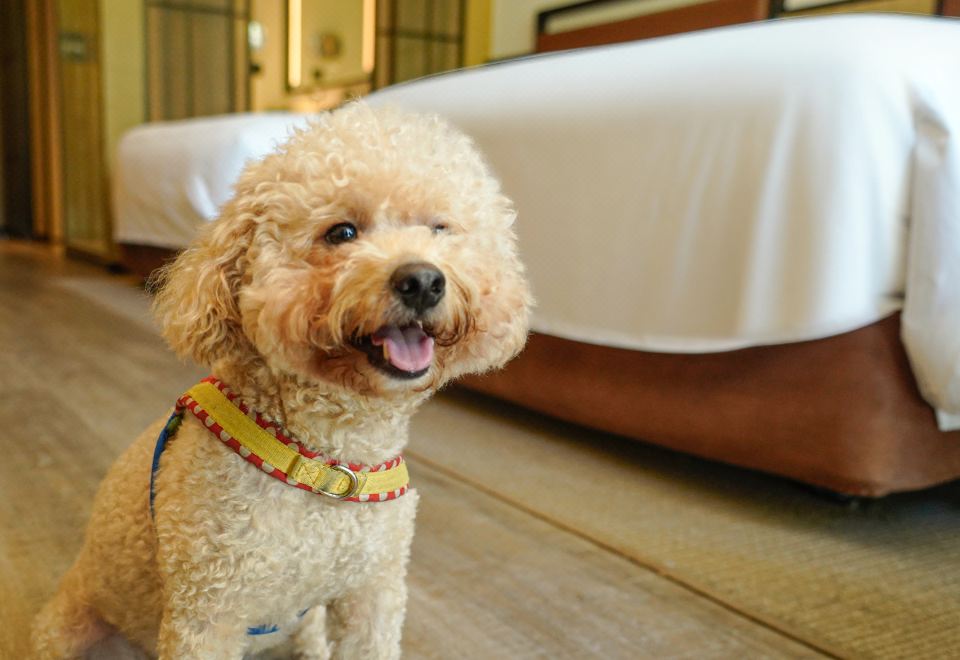 景观庭院双床房-宠物友好