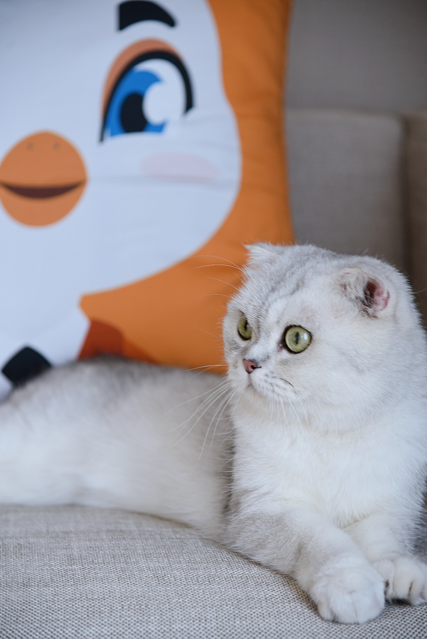 琥珀大床房-宠物房