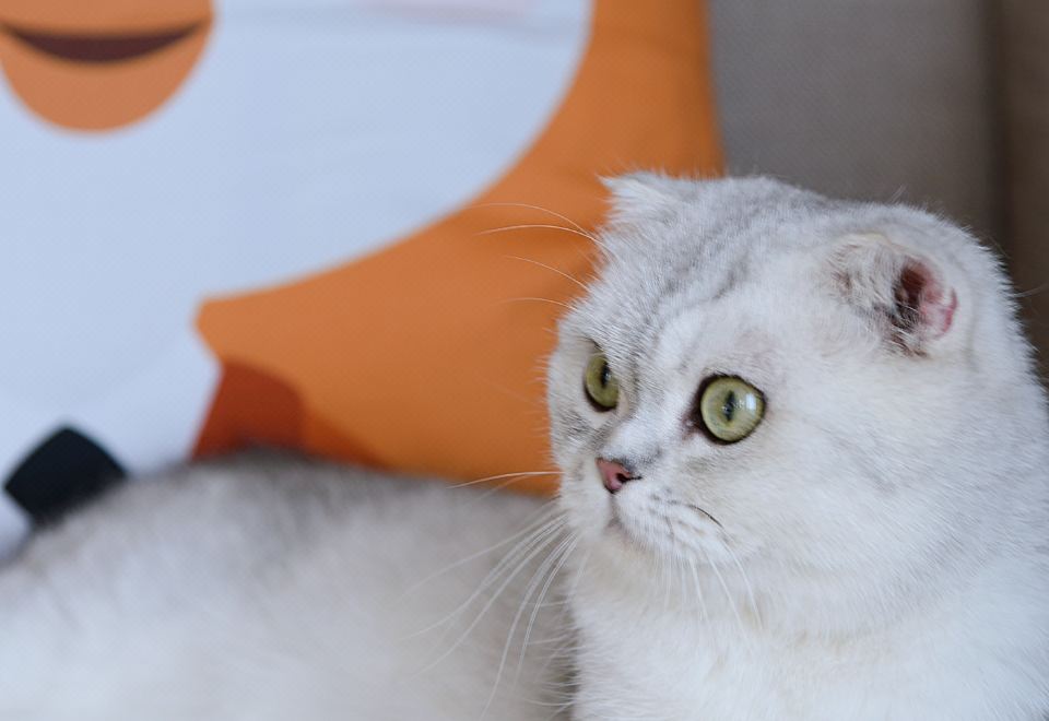 琥珀大床房-寵物房