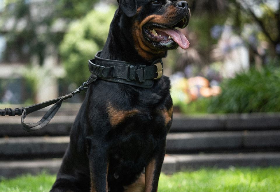 Crowne Plaza Kunming Ancient Dian Town1 King Bed Standard Pet Friendly Room