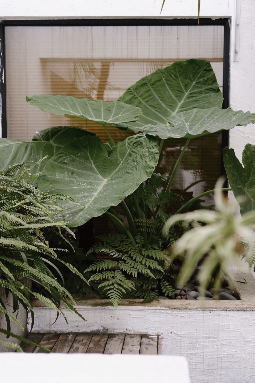 花园泡池大床房