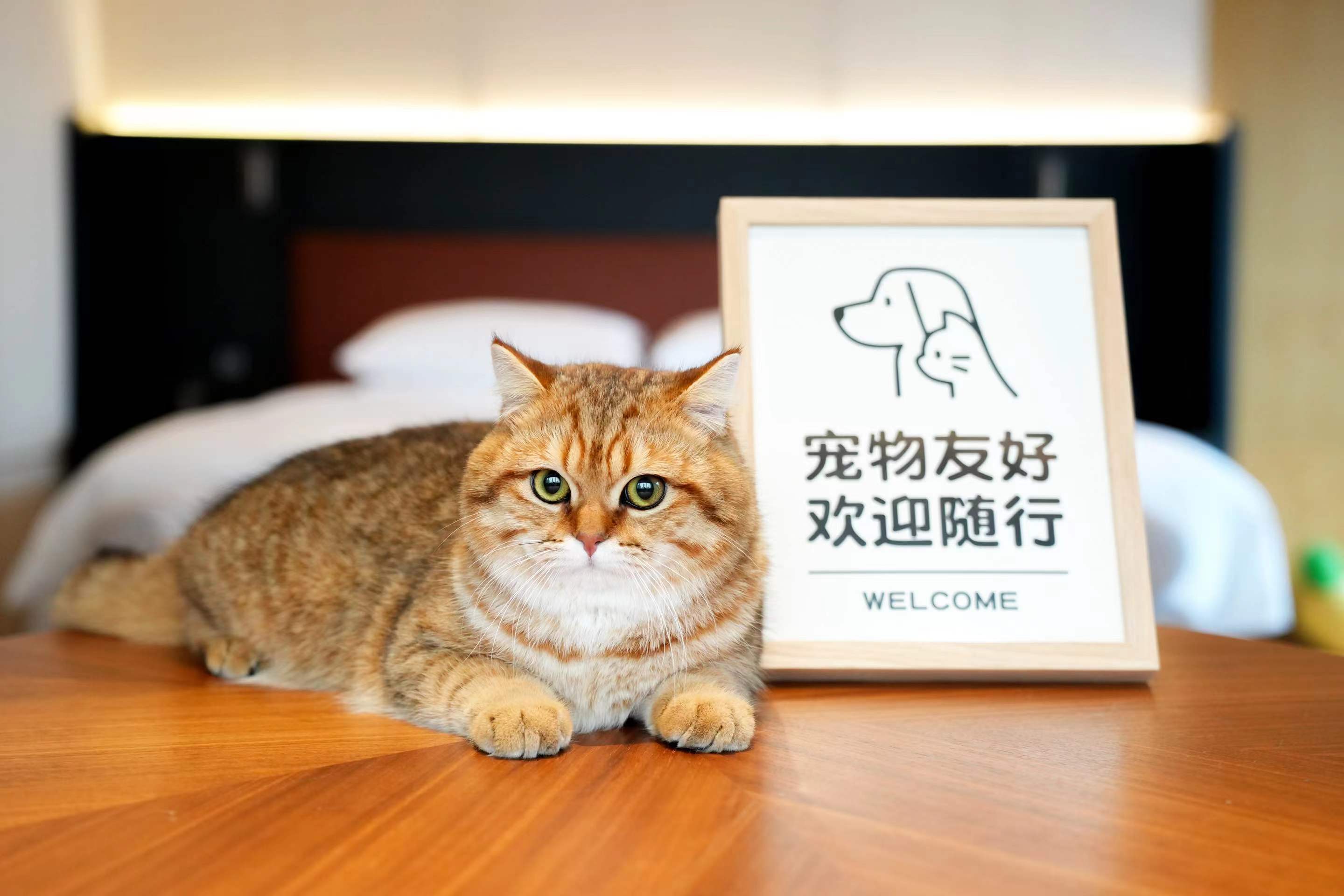 宠物阳台双床房