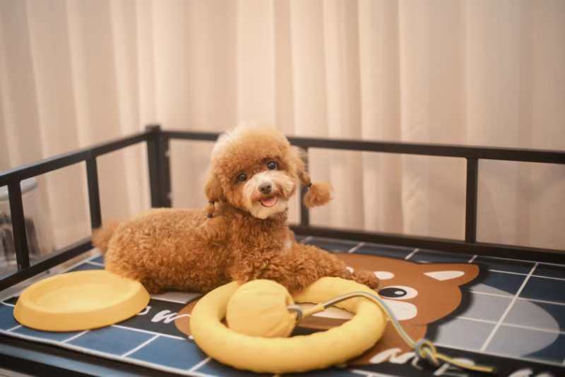 宠物友好大床房