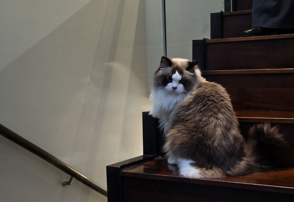 萌宠乐居 | 山景别墅套房