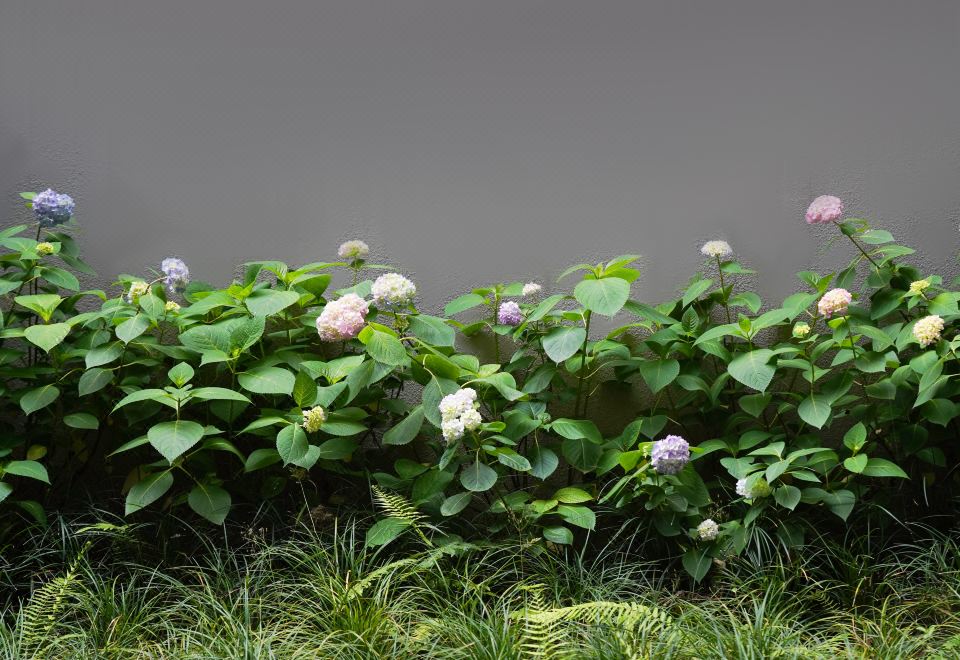 森居树影·花园双床房