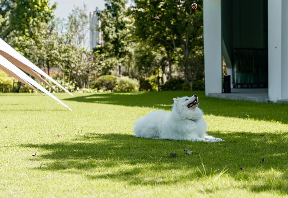 萌宠花园大床房