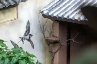 Xiyuan Homestay (Weishan Ancient City)