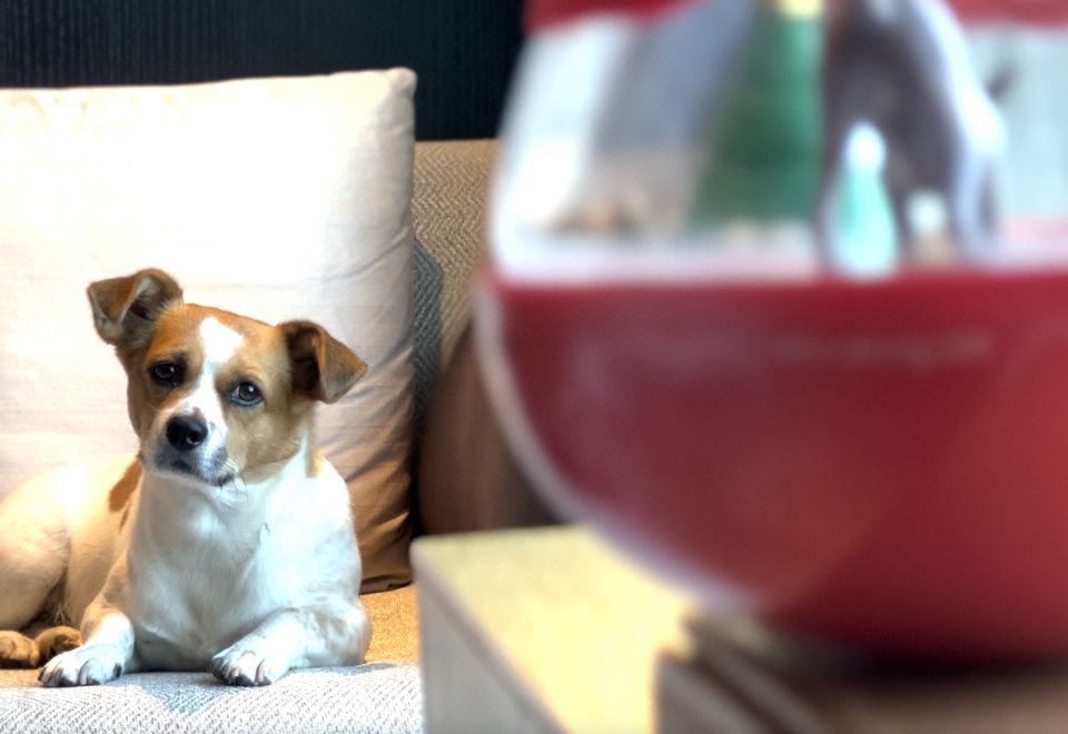 宠享时光 | 豪华大床房