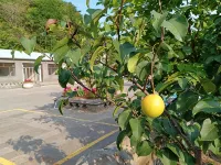 Luanping Chaoxing Farmhouse (Jinshanling Great Wall Branch) Ξενοδοχεία στην πόλη 
