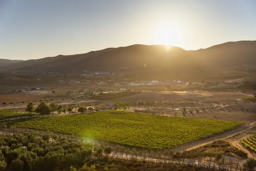 Banyan Tree Veya, Valle de Guadalupe