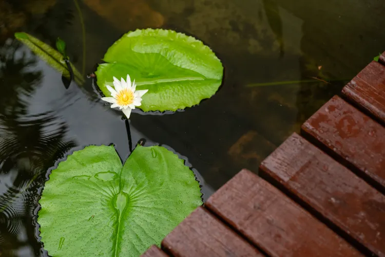 ไร่เลย์ไพรเวซี่ค็อจเทจ