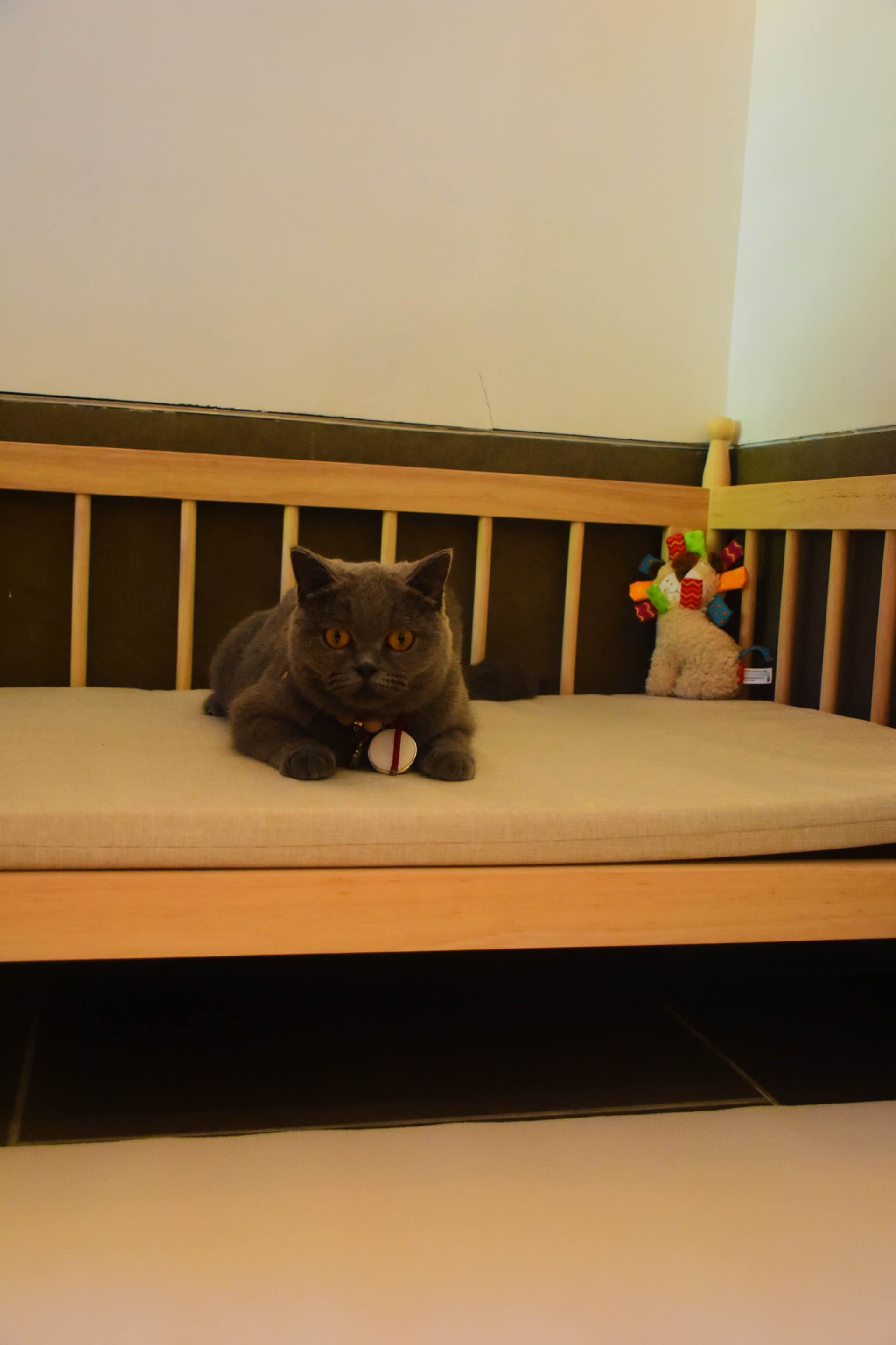 兰亭雅宠丨宠物友好房