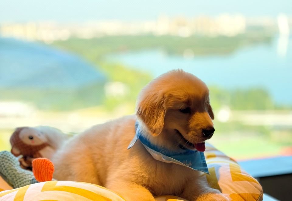 宠享时光 | 豪华大床房