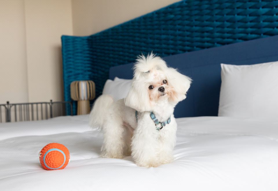 悅趣萌寵大床房