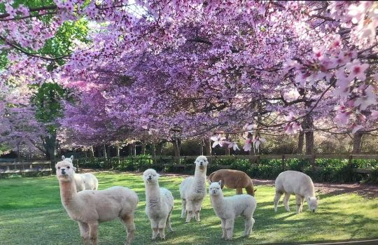 English Cherry Tree Manor