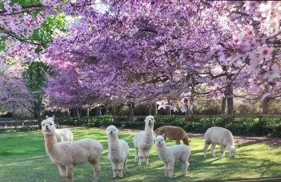 English Cherry Tree Manor Hoteles en 