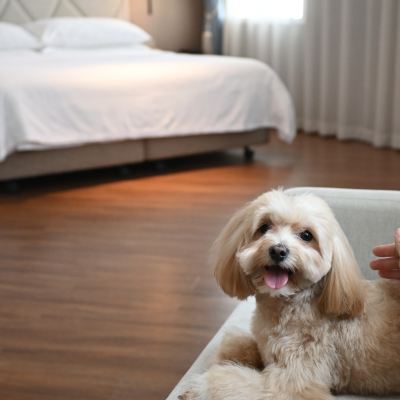 萌犬同行房 蘇州雅戈爾富宮大飯店優惠