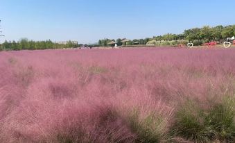 a field of pink grass under a clear blue sky , with trees in the background at Vienna Hotel