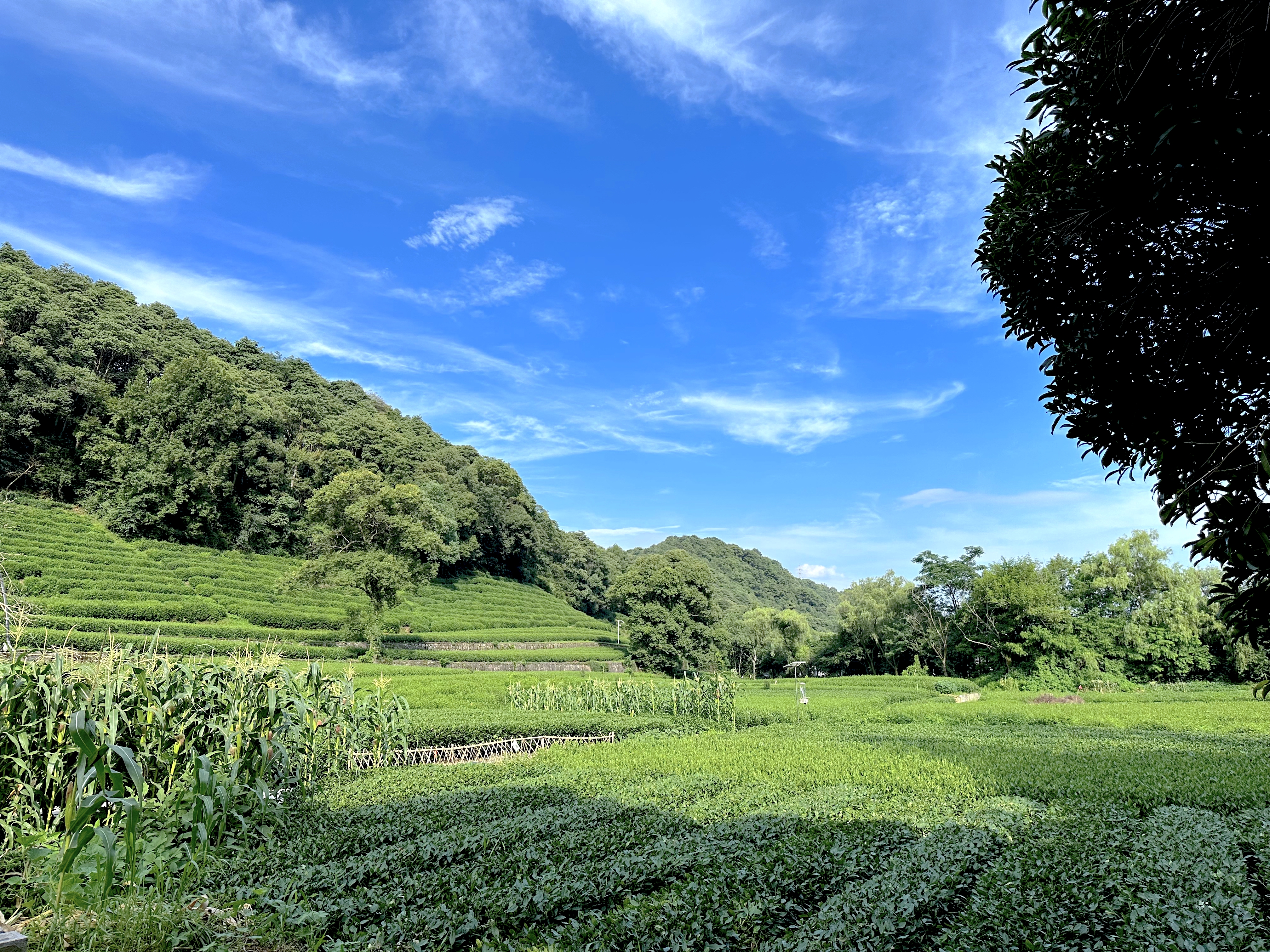 【独栋】茶园山景无敌视野七室三厅包楼