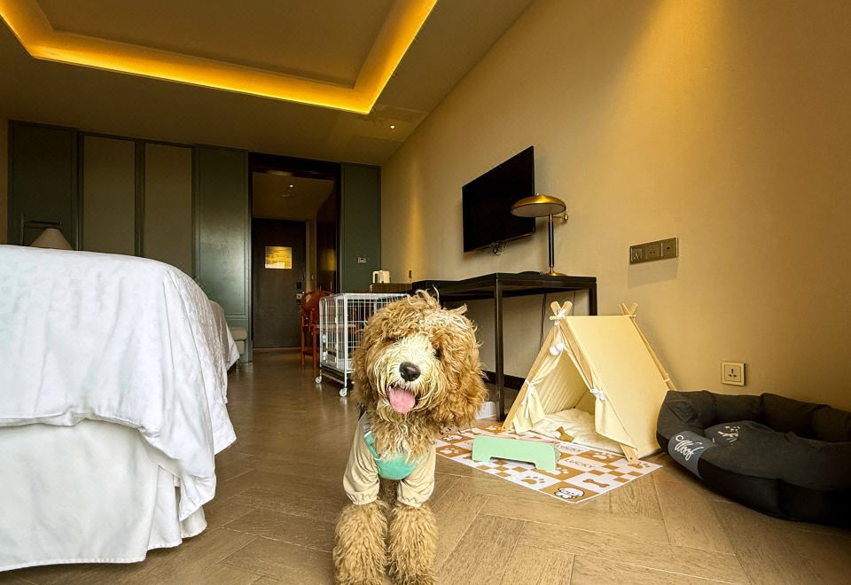 古镇宠物大床房