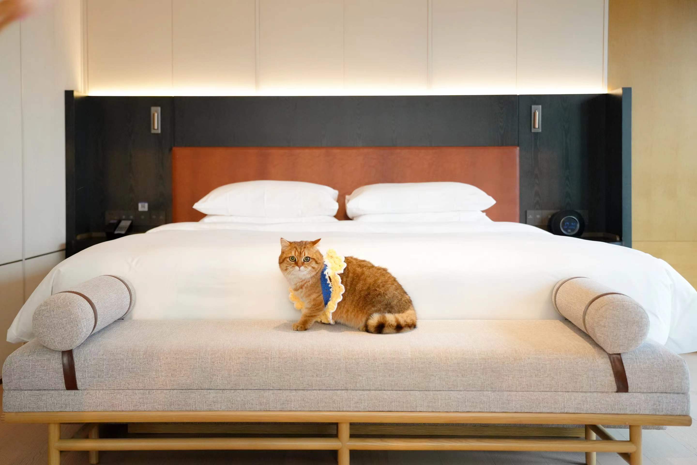 宠物阳台豪华大床房