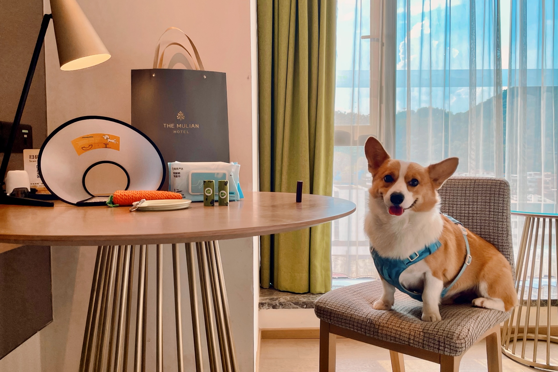 宠物友好大床房